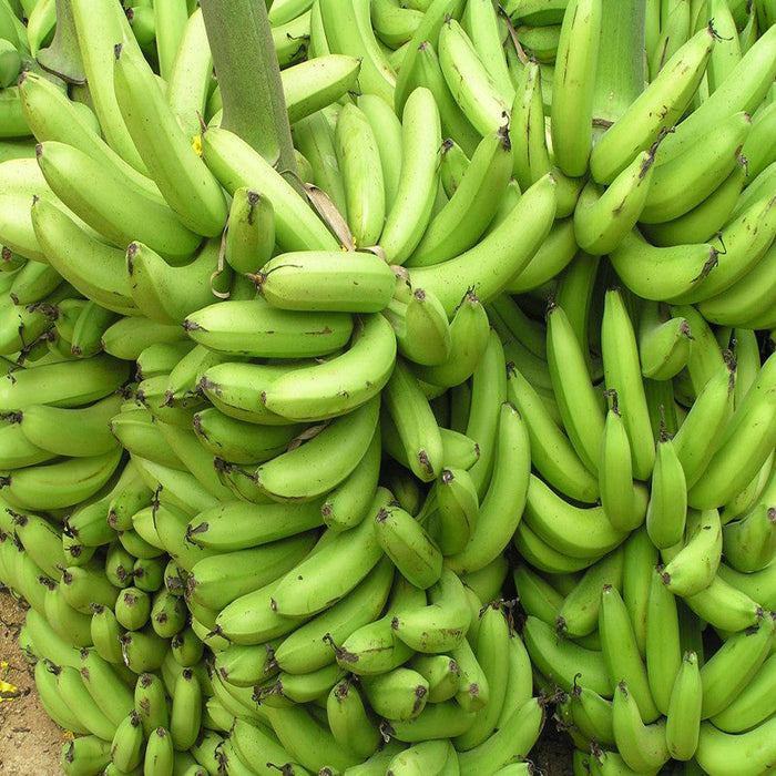 TC Green Banana Tree for Sale | Buy Banana Plants Online