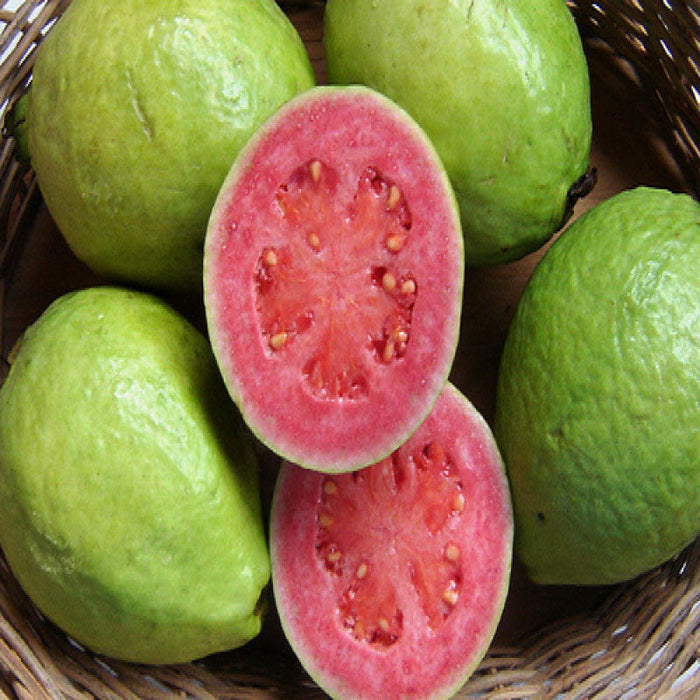 Thai Guava Plants | Thai Guava Tree for Sale | Buy Guava Plants Online | Tai Guava Fruit Tree Near me | Red Guava Plant Price