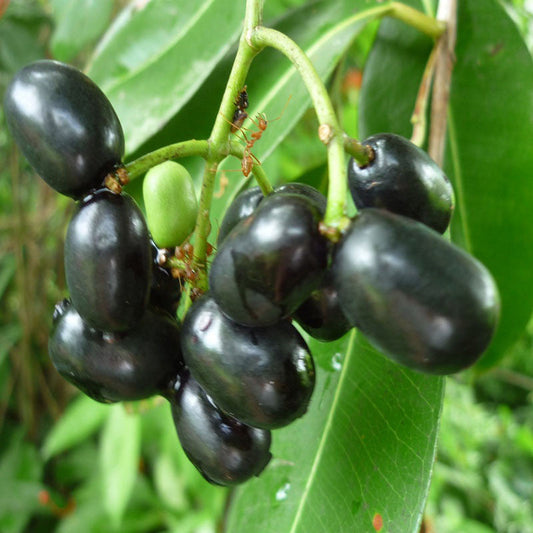 Jambolan(Grafted) - Fruit Plants & Tree