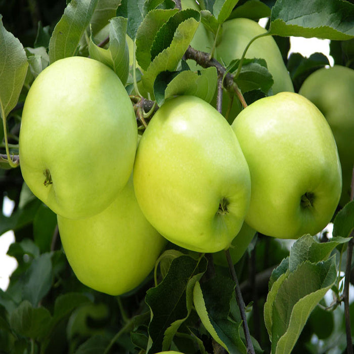 Apple Green (Grafted) - Fruit Plants & Tree