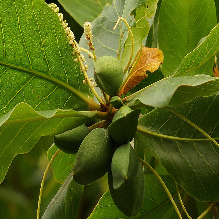 Indian Almond-Avenue Trees