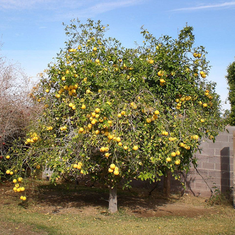 Grape Fruit Plant for Sale Hybrid Red | Grape Plant for Sale Near me | Buy Grape Fruit Plant Online