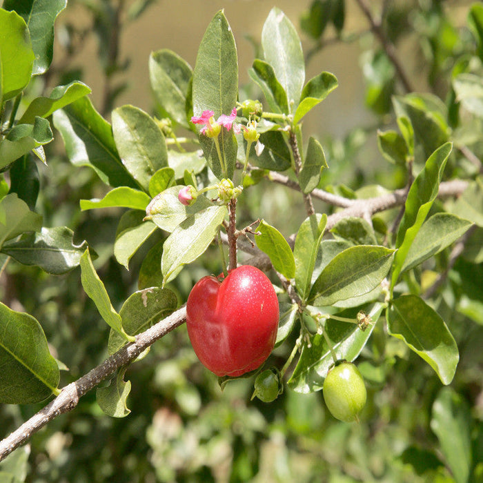 Barbados Cherry Tree for Sale | Buy Barbados Cherry Plant Online | Fruit Plant