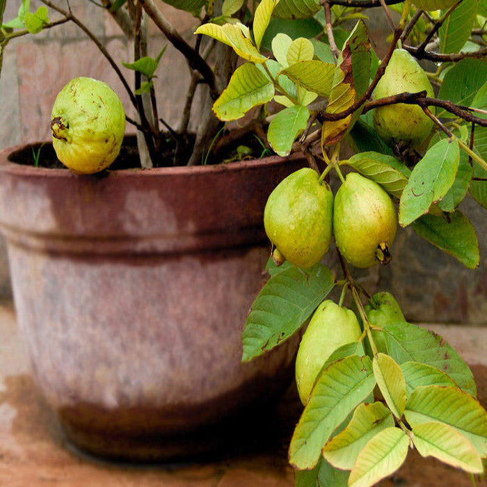Guava Kg Guava(Grafted) -Big Size Plants