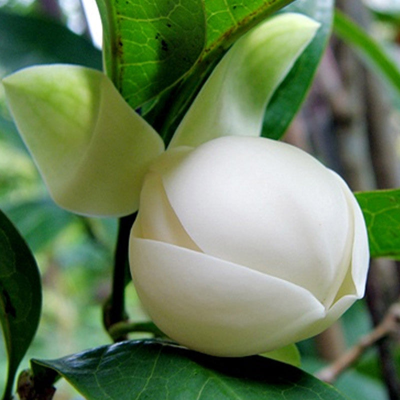 Magnolia Dwarf Coco - Flowering Shrubs