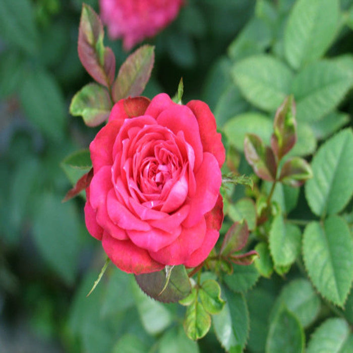 Button Rose Plant for Sale | Button Rose Buy Online | Pink Button Rose for Sale