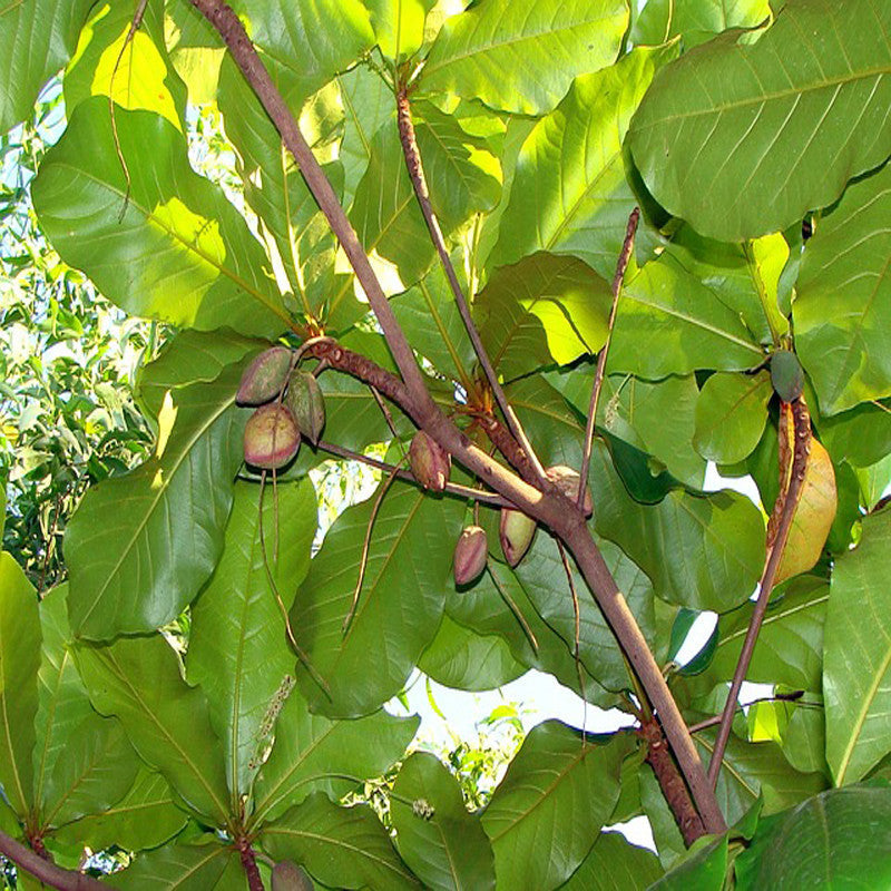 Indian Almond-Avenue Trees