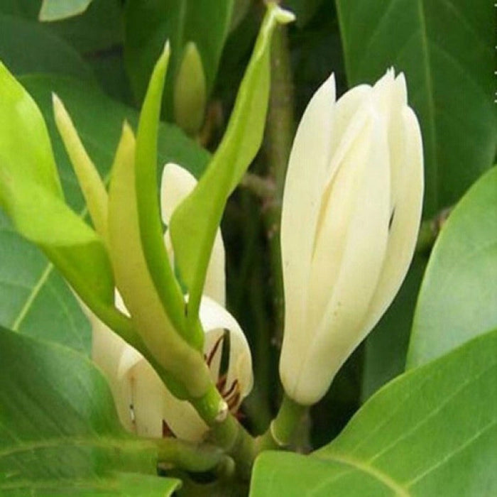 White Champaca / Magnolia alba (Grafted) - Perfuming Plants