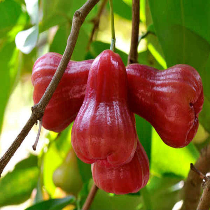 Malay apple- Fruit Plants & Tree