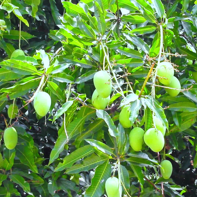 Mango Pedda Rasam(Grafted) - Fruit Plants & Tree