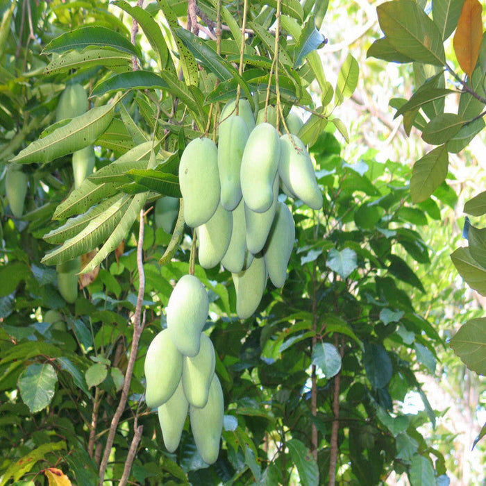 Totapuri  Mango(Grafted) - Fruit Plants & Tree