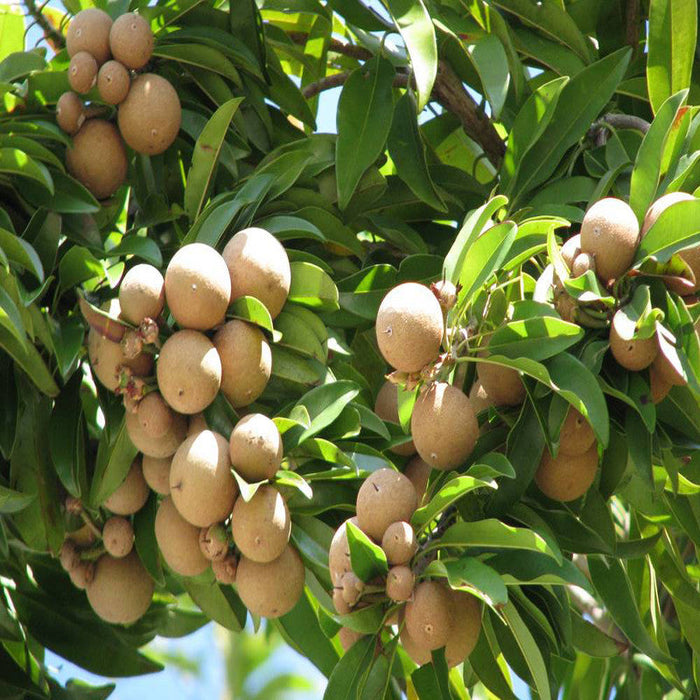 Pala Chikoo Plant for Sale | Chikoo Fruit Tree | Buy Chikoo Online | Pala Sapota Fruit Plant for Sale