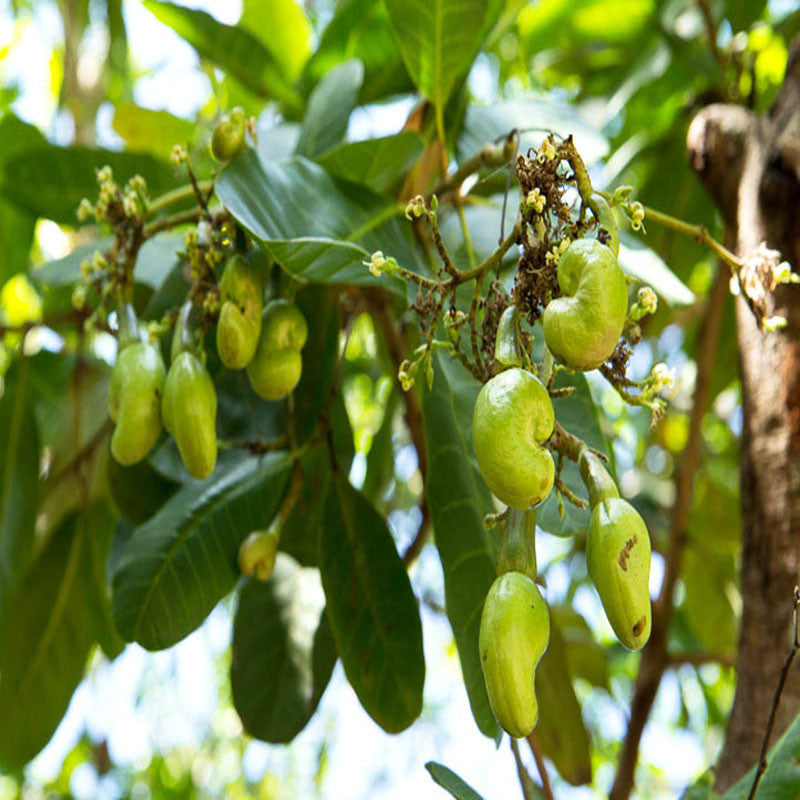 Cashew plant for sale | Cashew nut fruit tree | Kaju plant online | Buy Cashew Nut Tree Grafted