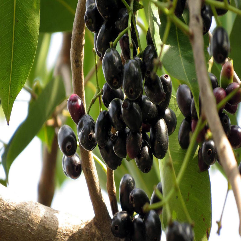 Jambolan(Grafted) - Fruit Plants & Tree