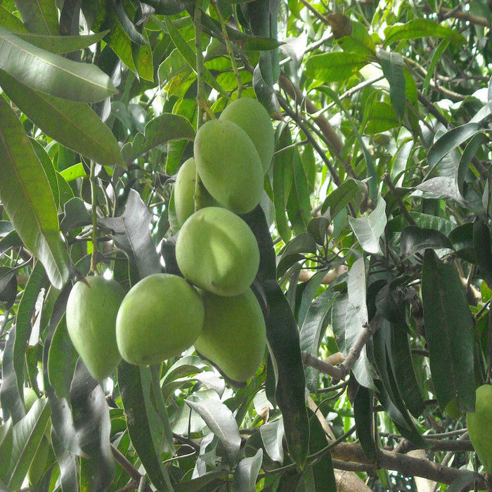 Mango Kothapalli kobbari(Grafted)- Fruit Plants & Tree