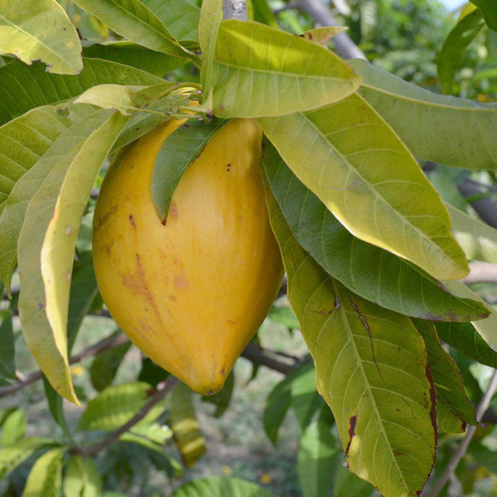 Eggfruit  - Fruit Plants & Tree