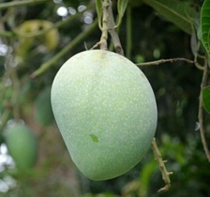 Mango Tree for Sale | Buy Grafted Mango Online | Mango Nursery Tree