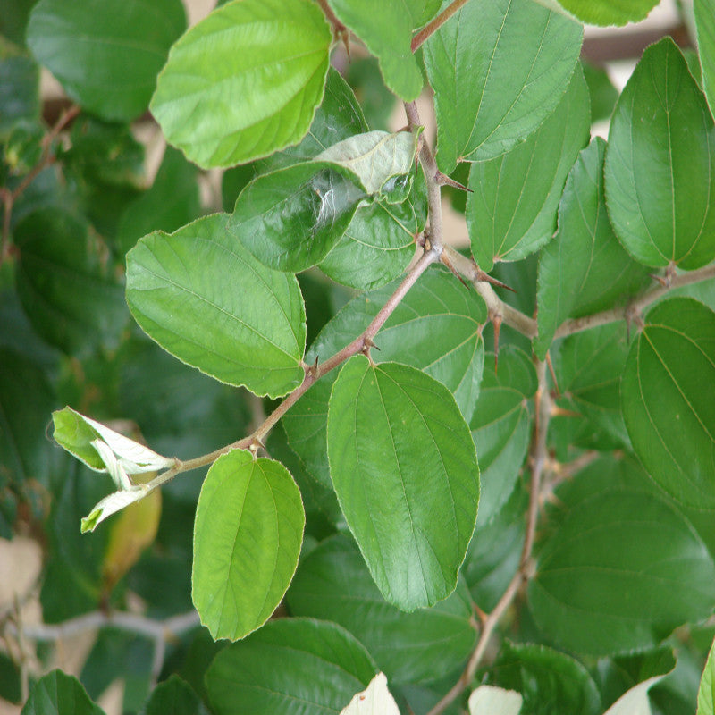 Indian Jujubee/Indian Ber - Fruit Plants & Tree