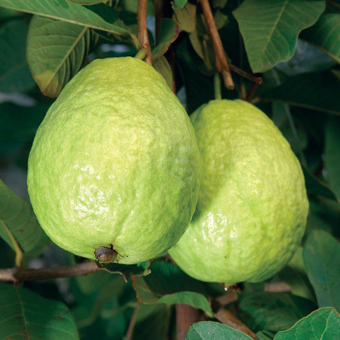 Guava Kg Guava - Fruit Plants & Tree