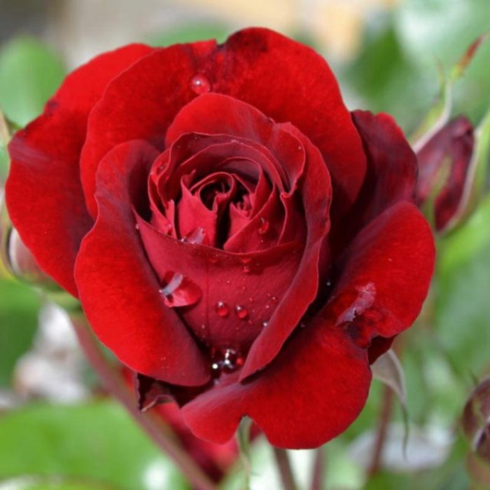 Maroon Rose - Flowering Plants — PlantsKingdom