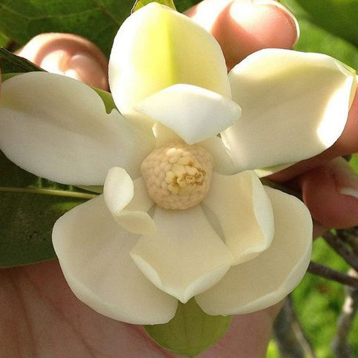 Magnolia Dwarf Coco - Flowering Shrubs