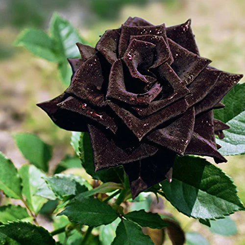 Black Rose Plant for Sale | Buy Black Rose Plant Online Grafted