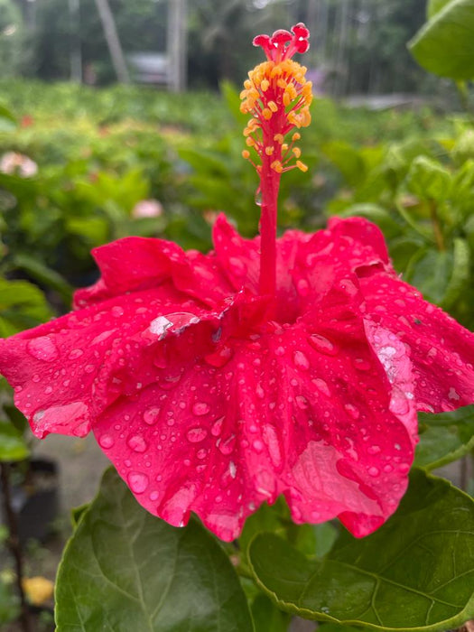 Hibiscus Plants for Sale | Buy Hibiscus Plant Online | Hibiscus Plants near me | Hibiscus Flower Plant for Sale