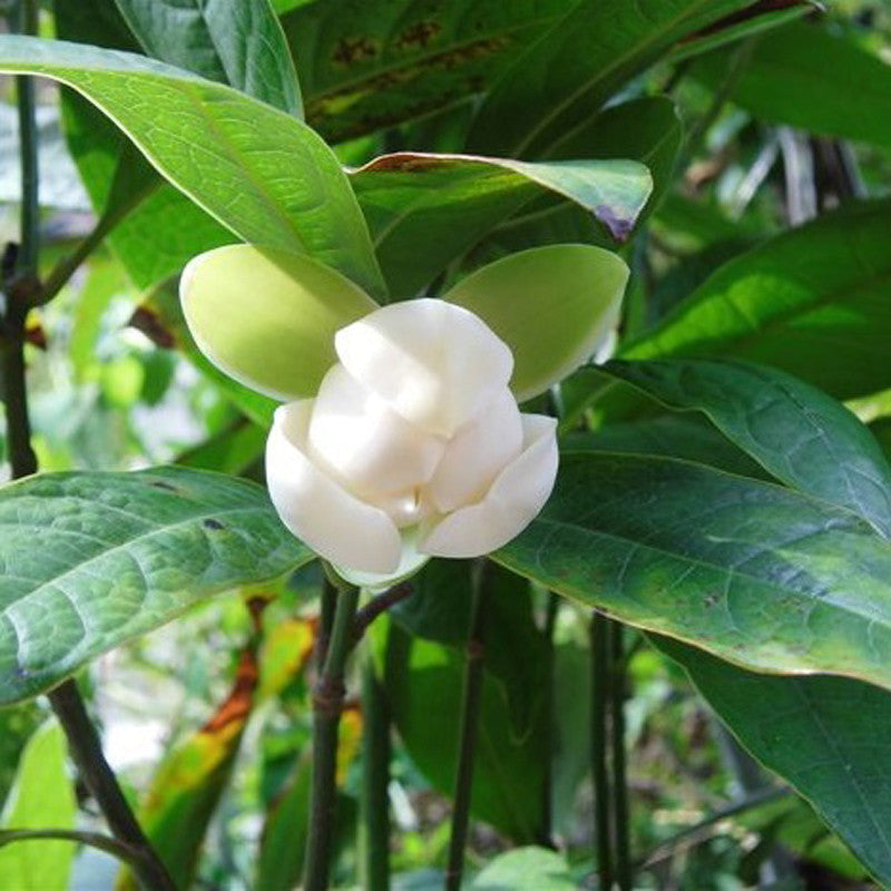 Magnolia Dwarf Coco - Flowering Shrubs