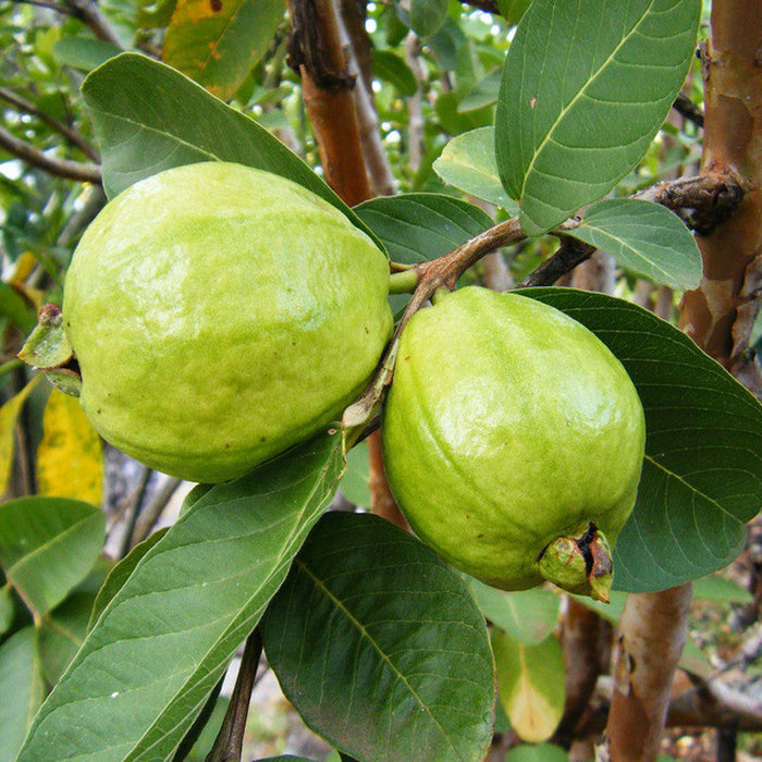 Lucknow Guava Plants for Sale | Buy Lucknow Guava Plant Online | Guava Tree for Sale | Guava Fruit Tree Near me | Lucknow Guava Plant Price
