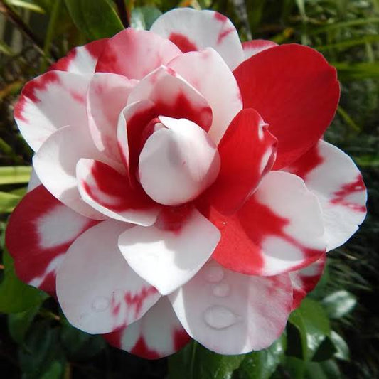 Camellia Plants for Sale | Buy Camellia Online | Camellia Flower Plant for Sale