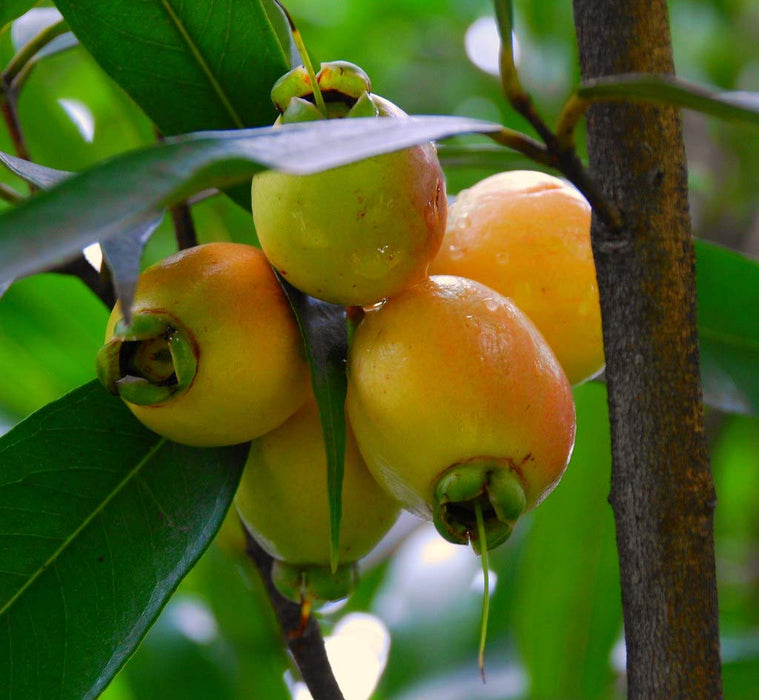 Gulab Jamun Fruit Plant