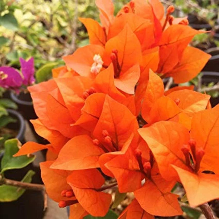 Orange Bougainvillea Plant for Sale | Buy Bougainvillea Online | Flowering shrubs