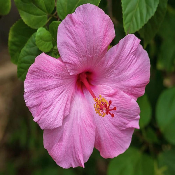American Hibiscus Plants for Sale | Hibiscus Plants for Sale Buy Online