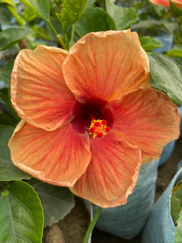 Hibiscus Plants for Sale Buy Hibiscus Plant Online Hibiscus Plants — PlantsKingdom