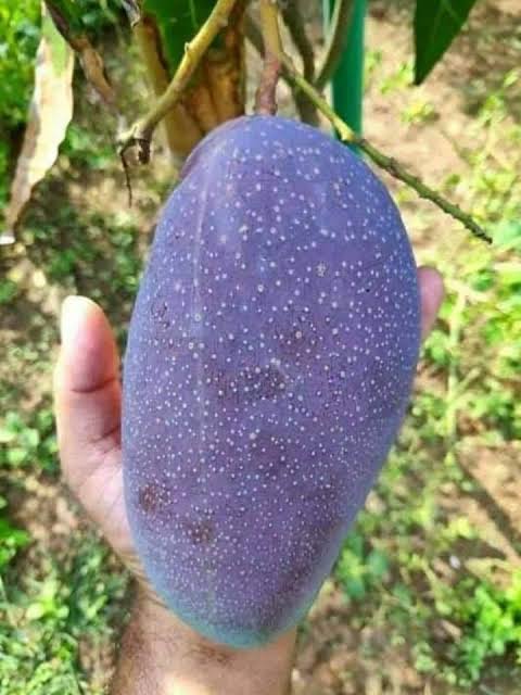 Black Stone Mango Plant for Sale | Buy Blackstone Mango Tree Online