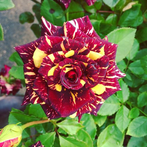 Abracadabra Rose Plant for Sale Online