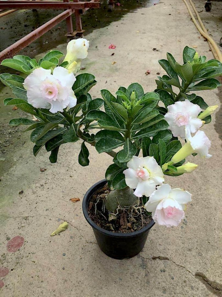 Adenium Plant (Grafted) for Sale | Buy Adenium Online