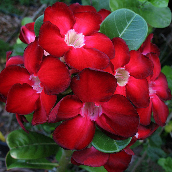 Red Adenium Plant for Sale Online - Flowering Plants