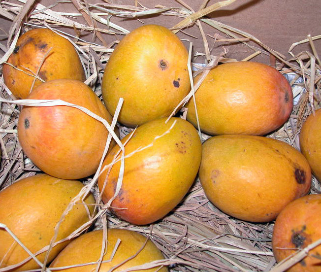 Mango Alphonso(Grafted) - Fruit Plants & Tree