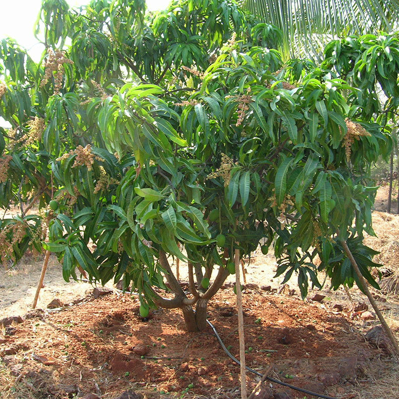 Mango Alphonso(Grafted) - Fruit Plants & Tree