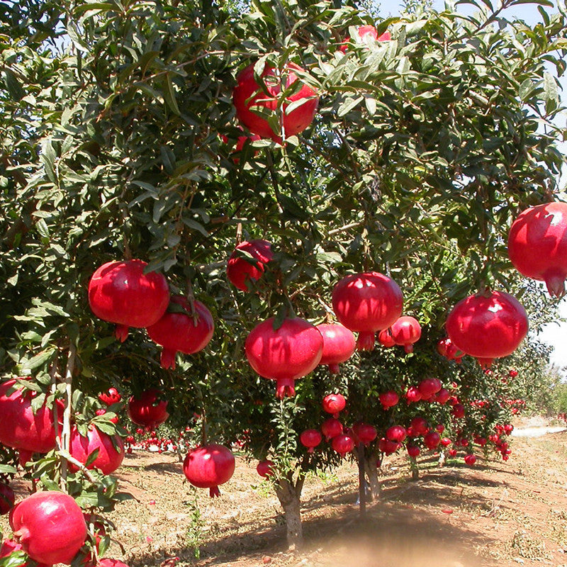 Pomegranate Bhagwa - Fruit Plants & Tree