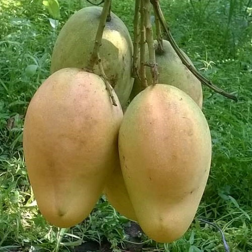 Mango Tree for Sale | Buy Grafted Mango Plant Online | BARI 11 All Season
