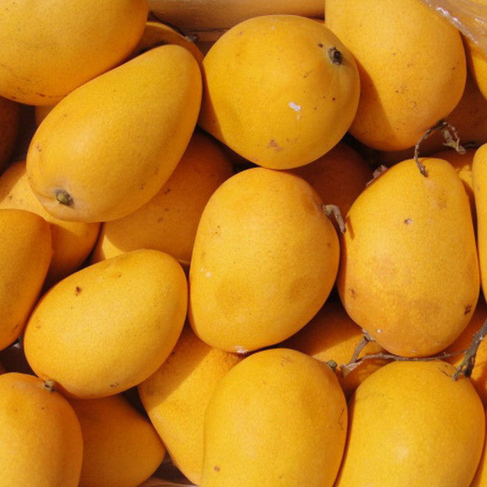 Mango Chinna Rasam(Grafted) - Fruit Plants & Tree
