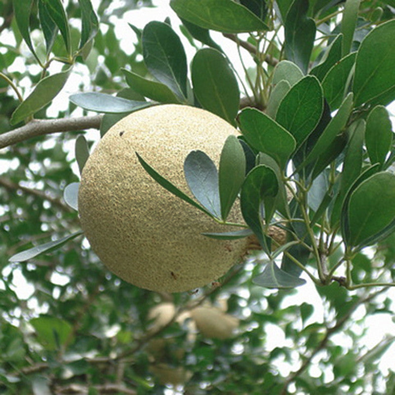 Wood Apple - Fruit Plants & Tree