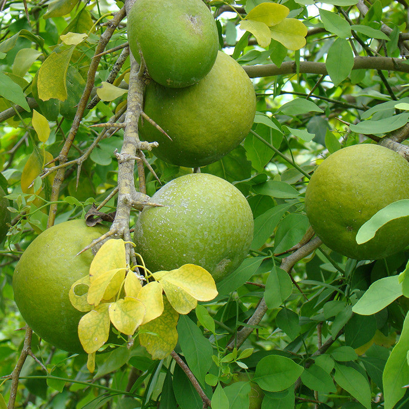 Aegle Marmelos Plant for Sale | Buy Bilva Patra Plant Online | Bael Plant
