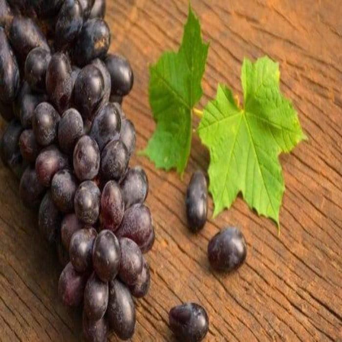 Black Grape Plants for Sale | Buy Black Grapes Plant Online | Hybrid Angur Plant