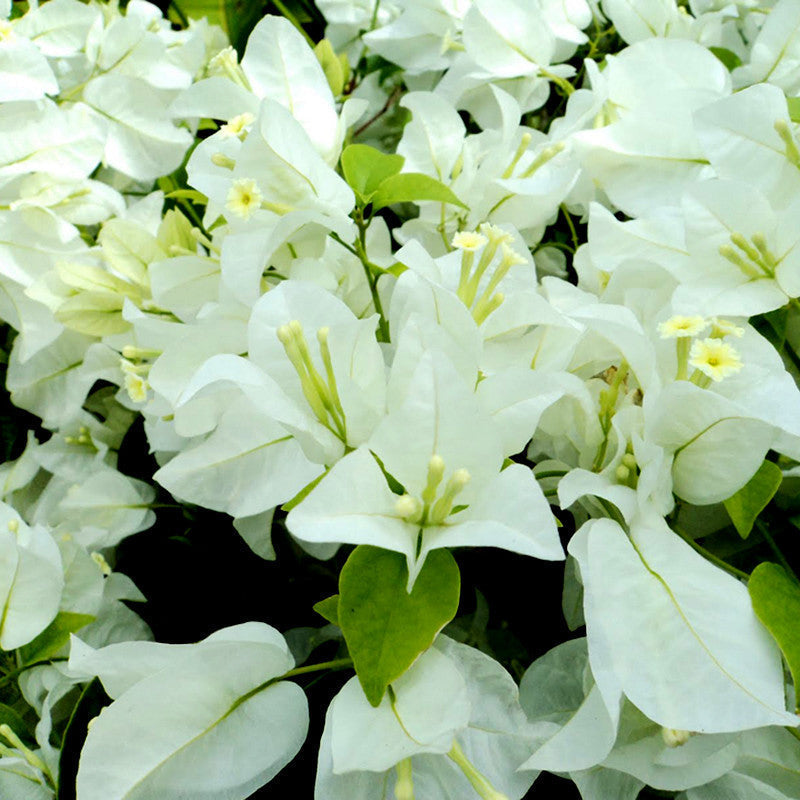 White Bougainvillea for Sale | Buy Bougainvillea Online | Bougainvillea Spectabilis for Sale