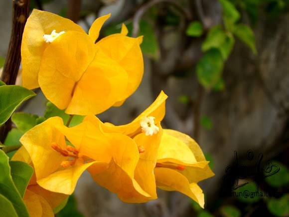 Orange Bougainvillea Plant for Sale | Buy Orange Bougainvillea Online | Flowering shrubs