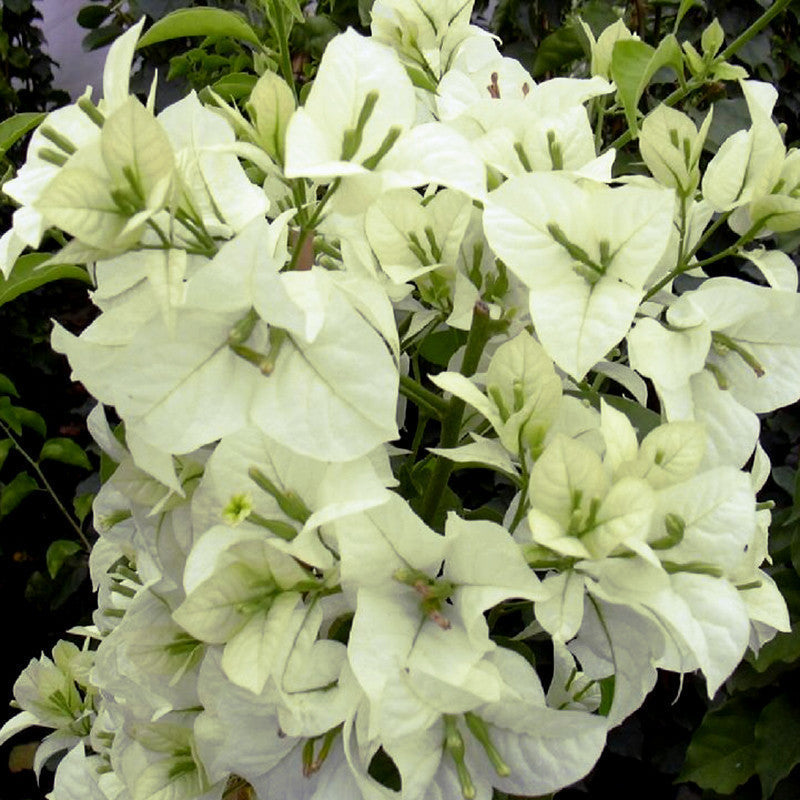 White Bougainvillea for Sale | Buy Bougainvillea Online | Bougainvillea Spectabilis for Sale