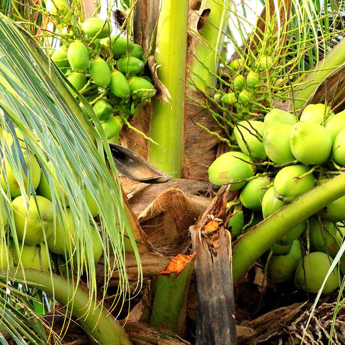 Gangabondam coconut tree | Coconut tree for sale | Buy coconut palm tree online | Fruit plant for sale
